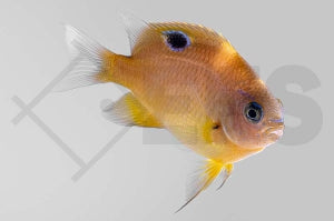 Augenfleck Riffbarsch (Neoglyphidodon bonang)