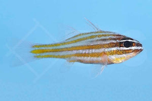 Goldstreifen Kardinalbarsch (Ostorhinchus cyanosoma)