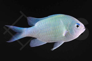 Grünes Schwalbenschwänzchen (Chromis viridis)