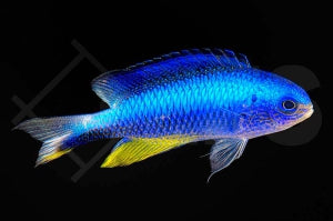 Andamanen Demoiselle (Pomacentrus alleni)