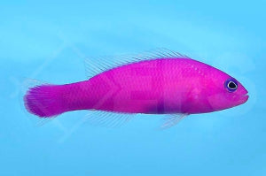 Porphyr Zwergbarsch (Pictichromis porphyrea)