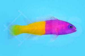 Nymphen Zwergbarsch (Pictichromis paccagnellae)