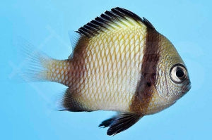 Netz Preußenfisch (Dascyllus reticulatus)