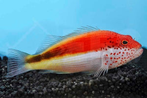 Forsters Korallenwächter (Paracirrhites forsteri)