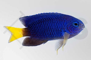 Indonesische Demoiselle (Pomacentrus melanochir)
