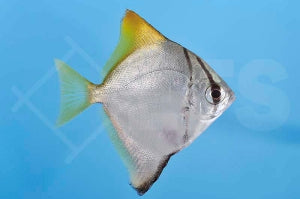 Silberflossenblatt (Monodactylus argenteus)