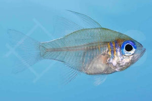 Fadenflossen Kardinalbarsch (Zoramia leptacantha)