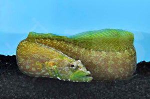 Grüner Aalbarsch (Congrogadus subducens)