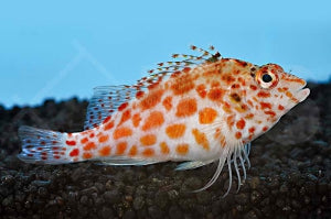 Gefleckter Korallenwächter (Cirrhitichthys oxycephalus)