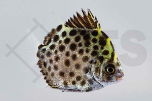 Grüner Argus (Scatophagus argus)