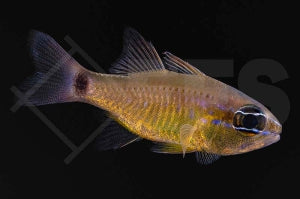 Kutscherpeitschen Kardinalbarsch (Ostorhinchus flagelliferus)