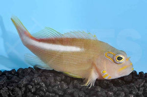 Monokel Korallenwächter (Paracirrhites arcatus)