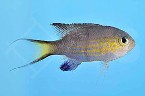 Blaugelbes Schwalbenschwänzchen (Chromis Vanderbilt)