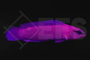 König Salomon Zwergbarsch (Pseudochromis fridmani)