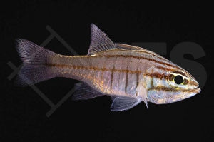 Oxina Kardinalbarsch (Apogon oxina)