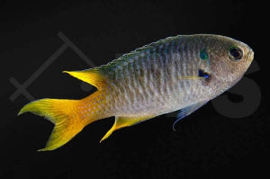 Smaragd Demoiselle (Neopomacentrus nemurus)