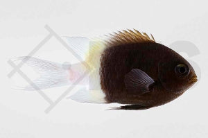 Zweifarben Schwalbenschwanz (Chromis dimidiata)
