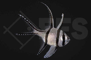 Banggai Kardinalbarsch (Pterapogon kauderni)
