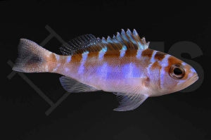 Blau Roter Tabakbarsch (Serranus tortugarum)