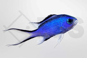 Blaues Schwalbenschwänzchen (Chromis cyanea)