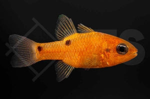 Feuerroter Kardinalbarsch (Apogon pseudomaculatus)