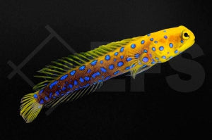 Blaugepunkteter Brunnenbauer (Opistognathus rosenblatti)