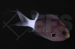 Zweifarben Riffbarsch (Chromis margaritifer)