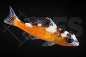 Tabak Sägebarsch (Serranus tabacarius)