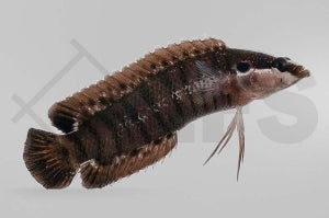 Zwerg Zackenbarsch (Belonepterygion fasciolatum)