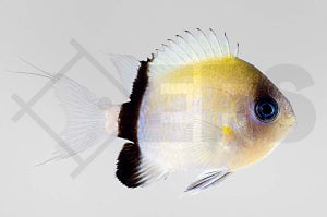 Schwarzstreifen Riffbarsch (Chromis retrofasciata)