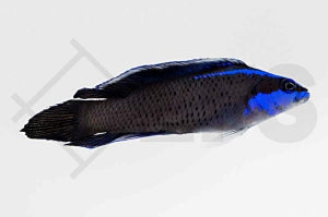 Springers Zwergbarsch (Pseudochromis springeri)