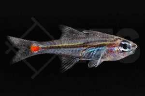 Rotfleck Kardinalbarsch (Ostorhinchus parvulus)