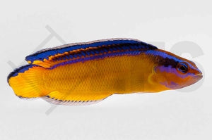 Aldabra Zwergbarsch (Pseudochromis aldabraensis)