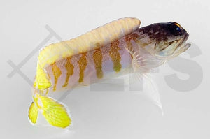 Schwarzkopf Brunnenbauer (Opistognathus randalli)