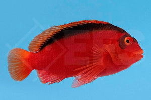 Feuer Korallenwächter (Neocirrhites armatus)