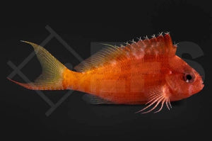 Gefleckter Korallenwächter (Cirrhitichthys oxycephalus)