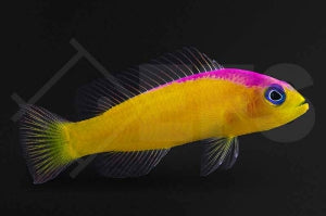 Diadem Zwergbarsch (Pictichromis diadema)
