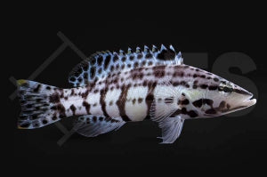 Harleking Sägebarsch (Serranus tigrinus)