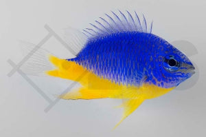 Azur Demoiselle (Chrysiptera hemicyanea)