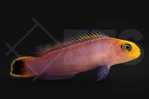Eleganter Zwergbarsch (Pseudochromis elongatus)
