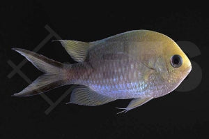 Ternate Schwalbenschwänzchen (Chromis ternatensis)