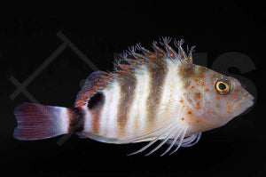 Karibischer Korallenwächter (Amblycirrhitus pinos)