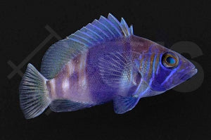 Indigo Hamlettbarsch (Hypoplectrus indigo)