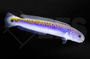 Gold Blauer Torbedobarsch (Hoplolatilus oreni)