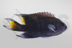 Lyraflossen Demoiselle (Neopomacentrus azysron)