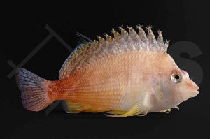 Orangener Korallenwächter (Cirrhitichthys bleekeri)