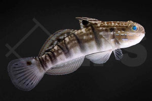 Braunstreifen Baggergrundel (Amblygobius phalaena)