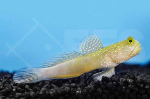 Gelbe Symbiosegrundel (Cryptocentrus cinctus)