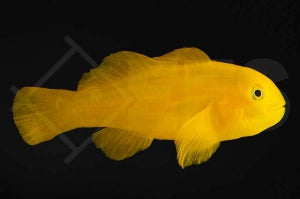 Gelbe Korallengrundel (Gobiodon okinawae)