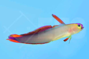 Dekor Schwertgrundel (Nemateleotris decora)